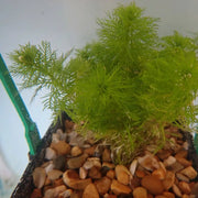 Hottonia palustris | Water violet | Floating Plant